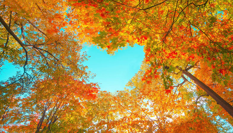 autumn forest background